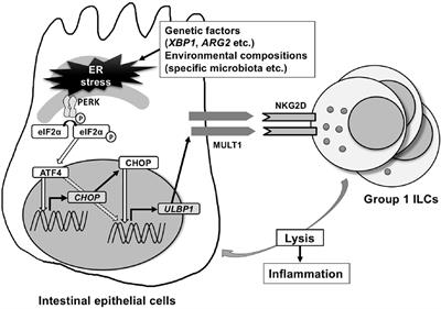 New Insights Into the Regulation of Natural-Killer Group 2 Member D (NKG2D) and NKG2D-Ligands: Endoplasmic Reticulum Stress and CEA-Related Cell Adhesion Molecule 1